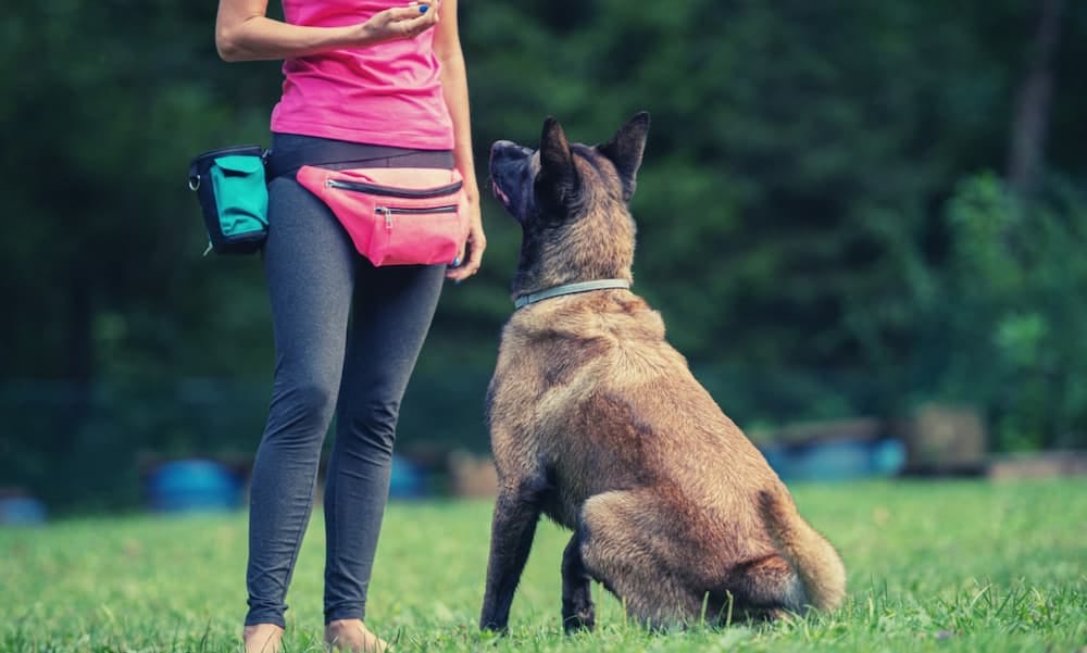 Un chien assis devant l'éducatrice canin, qui la regarde attentivement