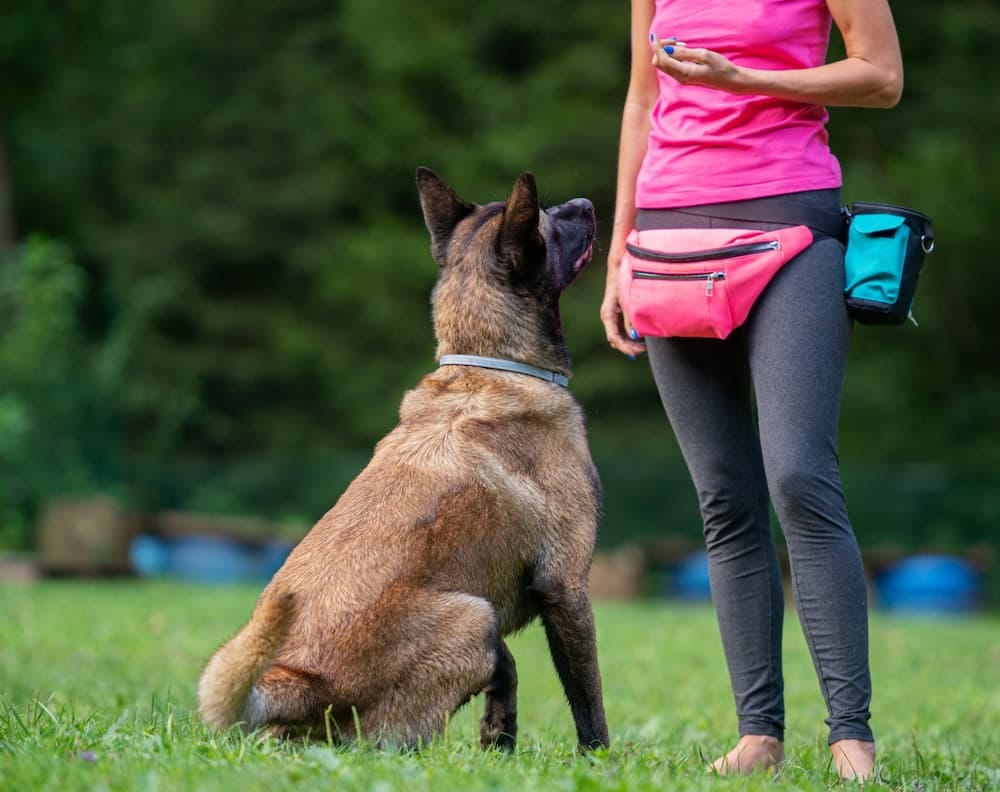 Chien assis qui regarde attentivement l'éducatrice canin
