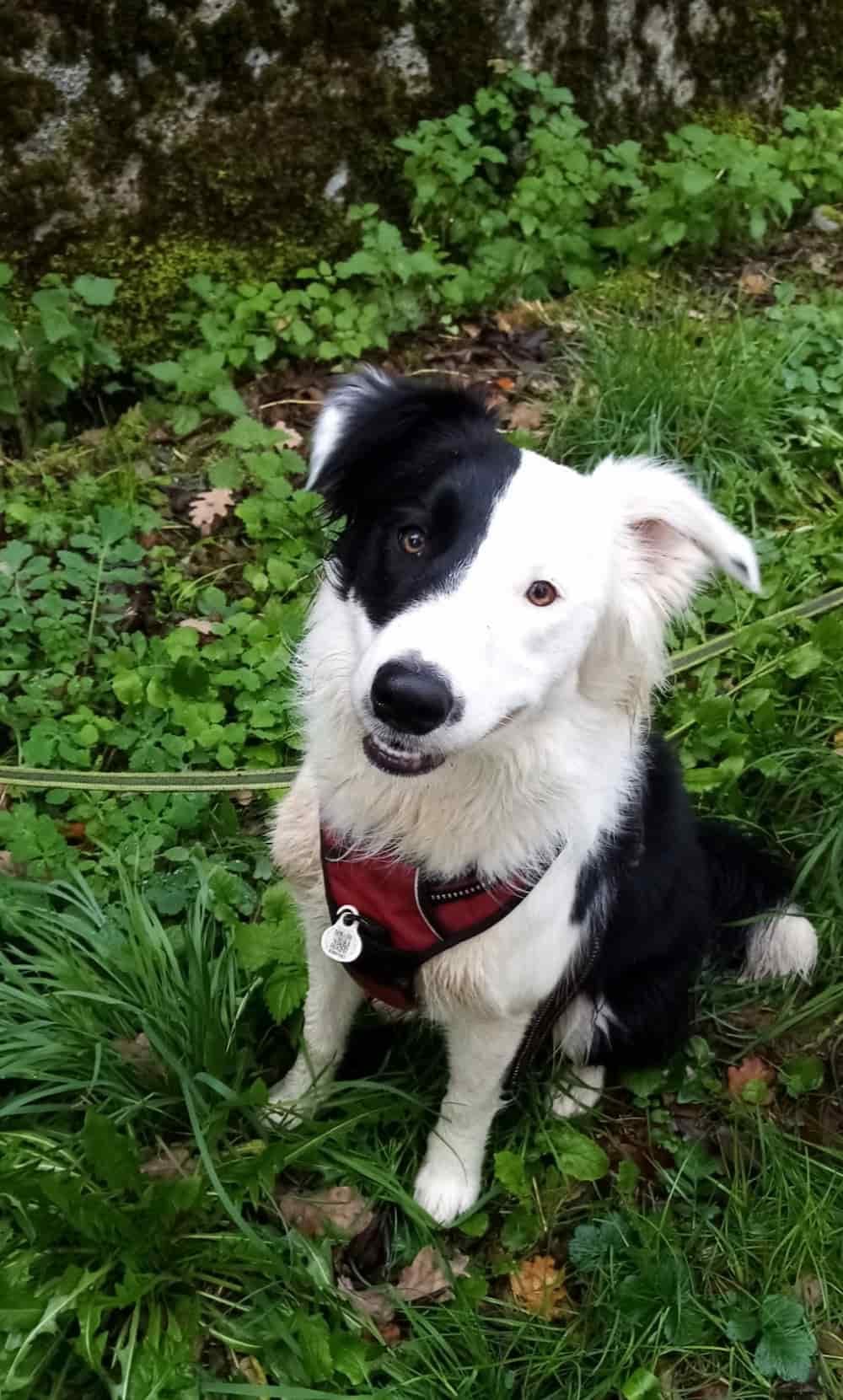 Chien assis souriant qui regarde l'objectif
