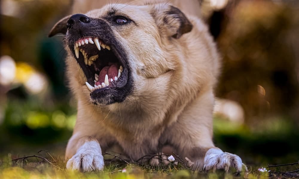 Un chien avec une attitude agressive
