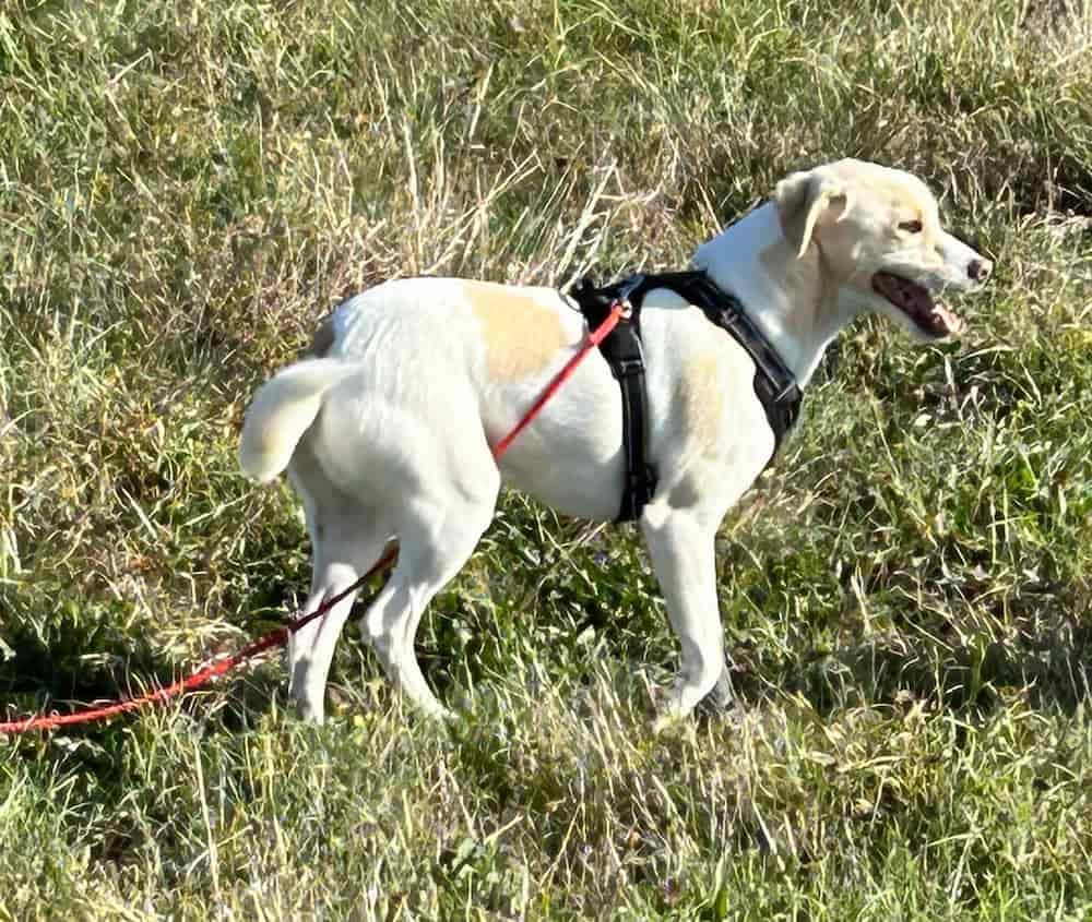 Un joli chien dans un pré