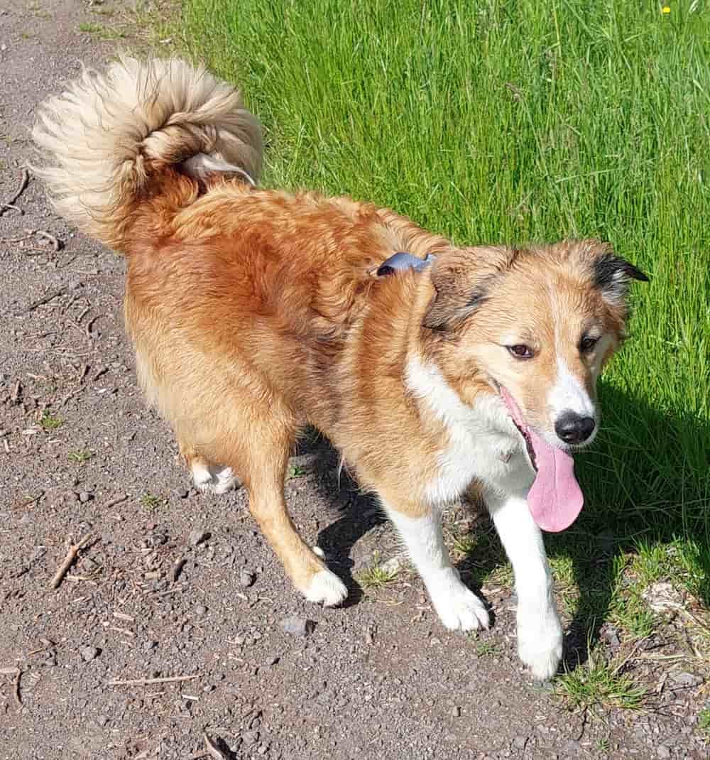 Un chien qui se promène en campagne