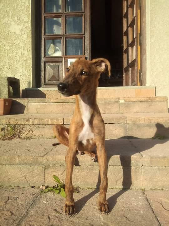 Chiot lévrier assis