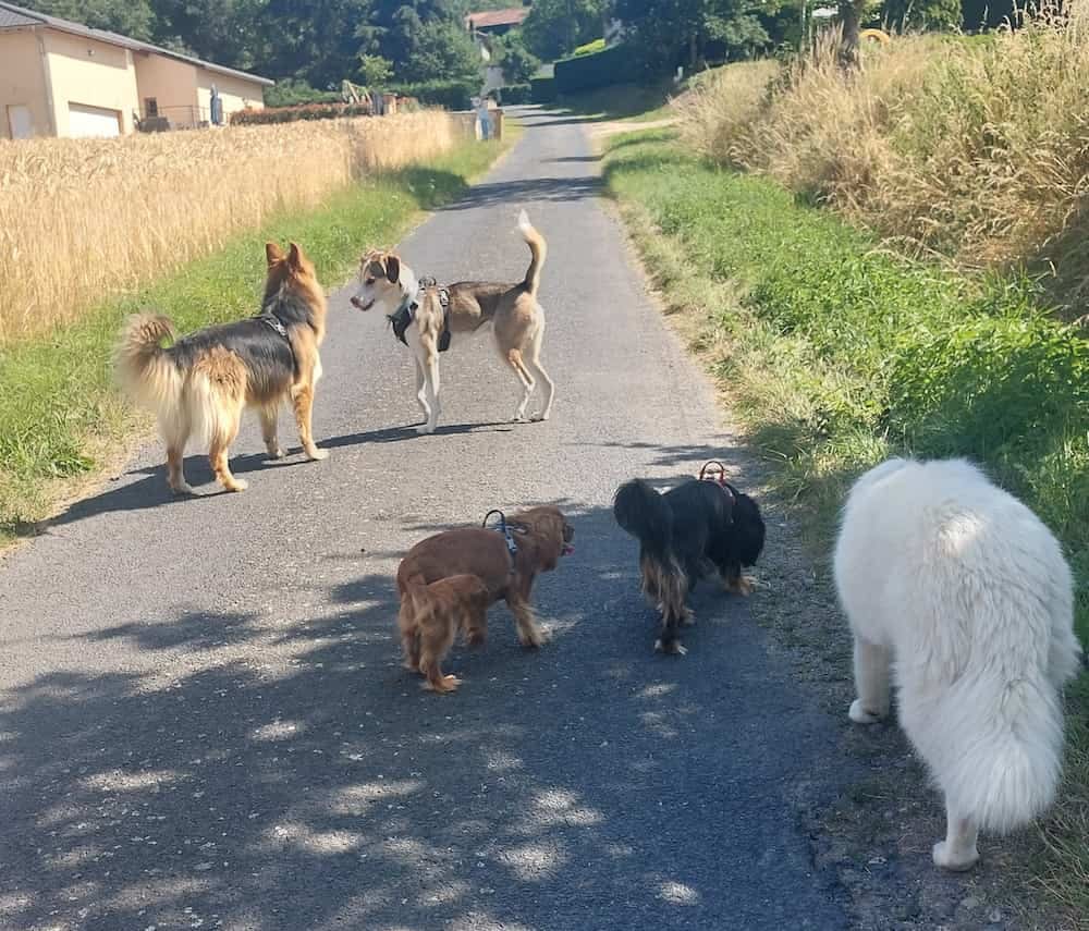Cinq chiens en liberté sur un chemin de campagne
