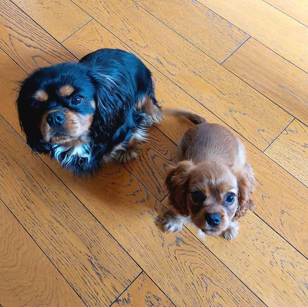 Deux chiens assis qui regardent attentivement l'éducatrice canin