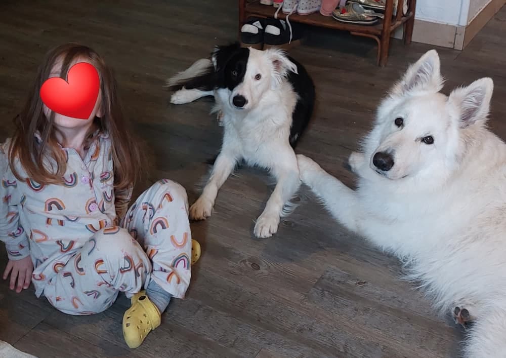 Deux chiens couchés à côté d'un enfant dans une maison