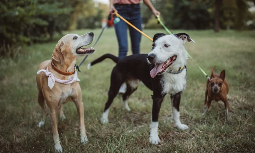 Trois chiens tenus en laisse